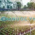 Hệ thống bơm tưới tự động cho vườn – Đầu tư 1 lần, dùng lâu dài mùa khô